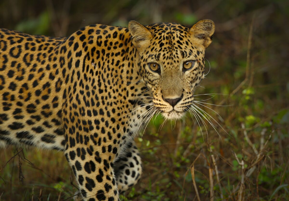 Sri Lankan Leopard walking.