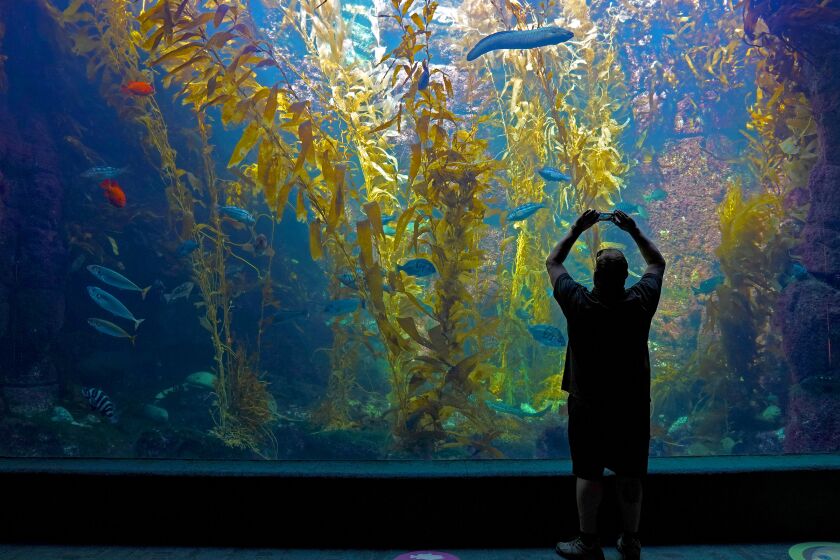 A man uses his cell phone to take a photo of fish in the large kelp forest tank at the Birch Aquarium.