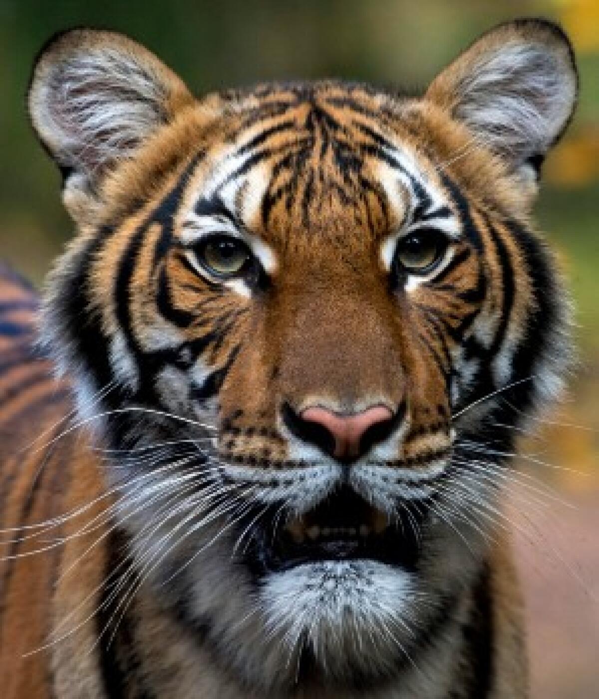 Nadia, the 4-year-old Malayan tiger at the Bronx Zoo who has tested positive for the coronavirus.