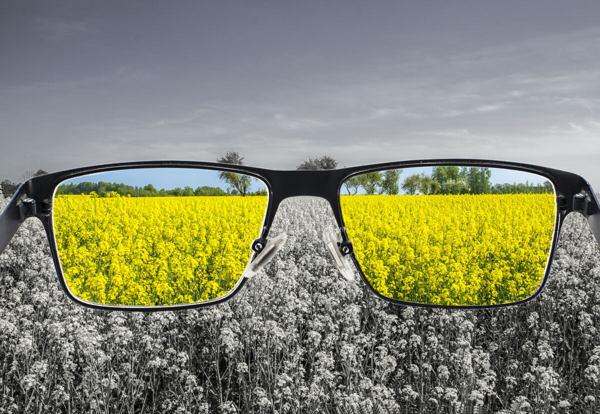 Special glasses turn a drab view into a colorful one for people with color blindness.