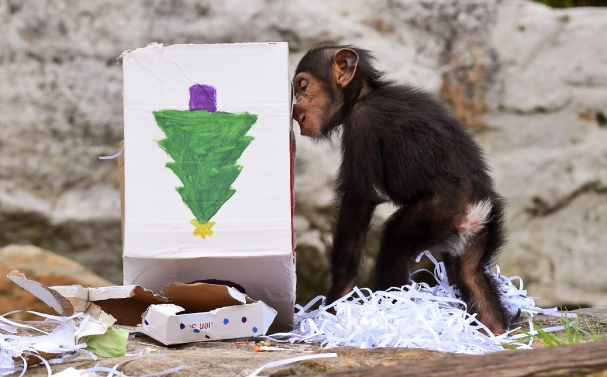 The artwork might not be professional quality, but the Taronga Zoo in Australia showed one way to cut down on the use of wrapping paper when it gave its chimps some early Christmas treats.