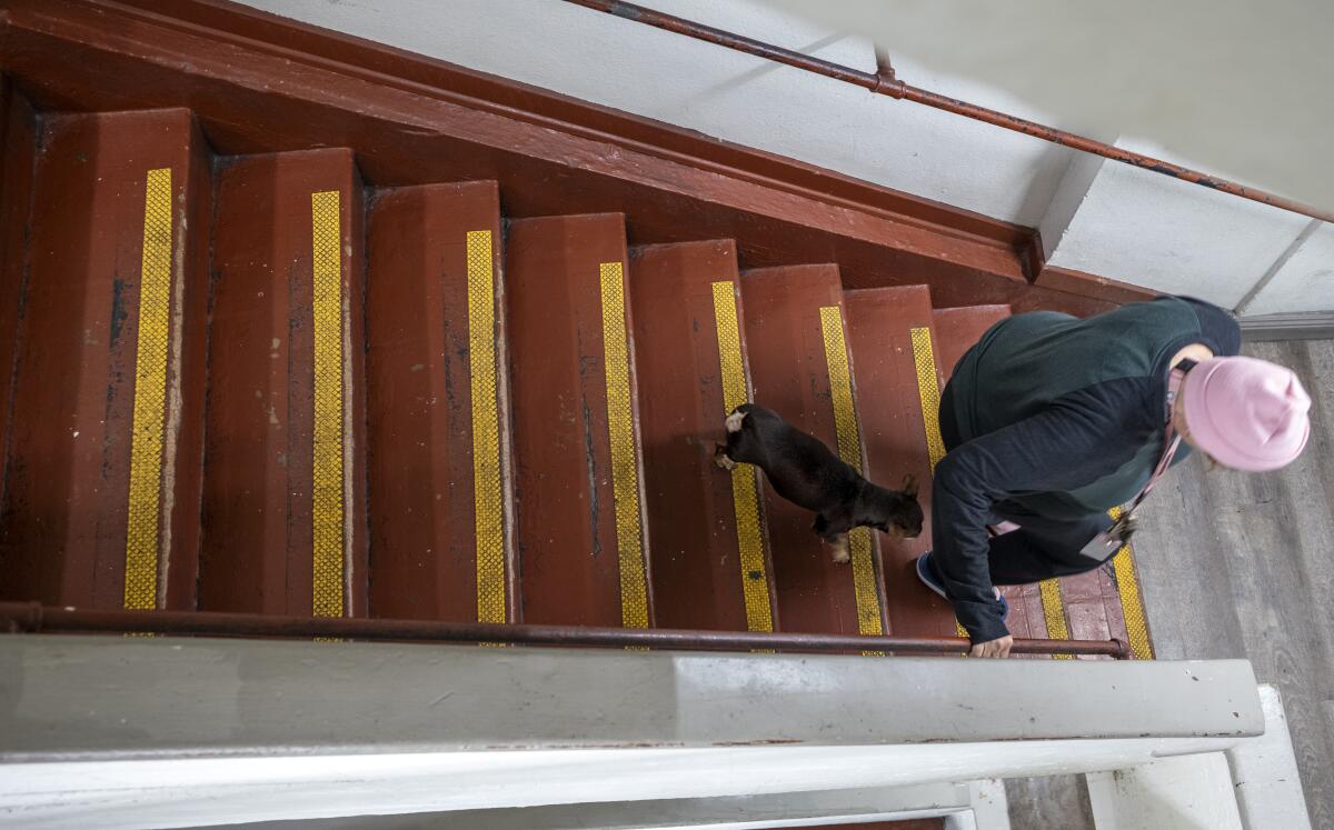 A woman walks down steps with a small dog from a birds eye view