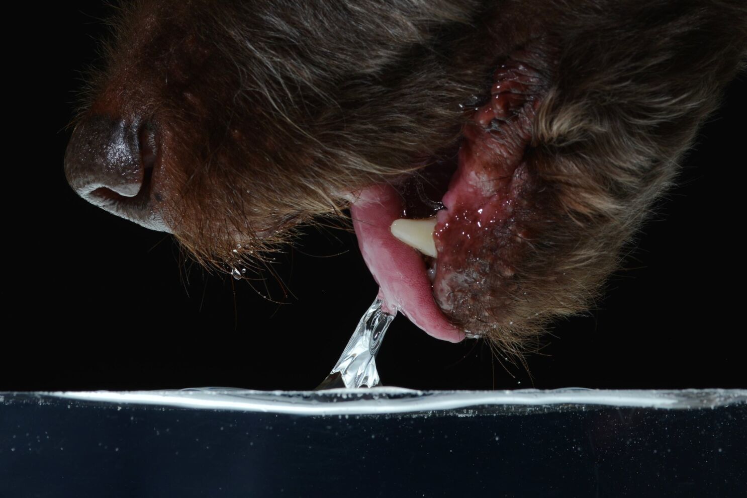 Fluid dynamics on four legs: The brilliance of how dogs drink - Los Angeles  Times