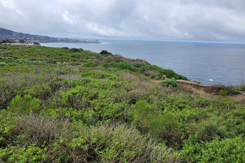 A view from the Scripps Coastal Reserve