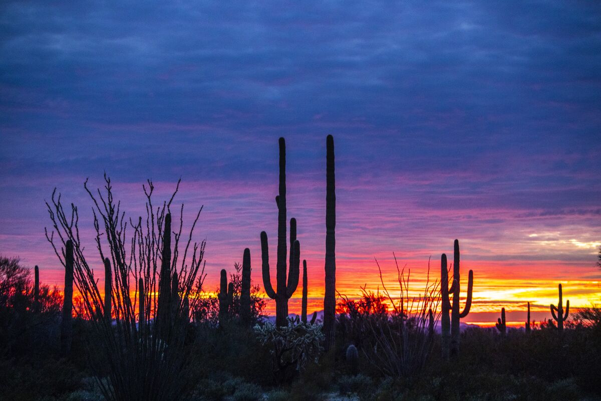 The sunset lights the sky behind saguaro cactus and ocotillos