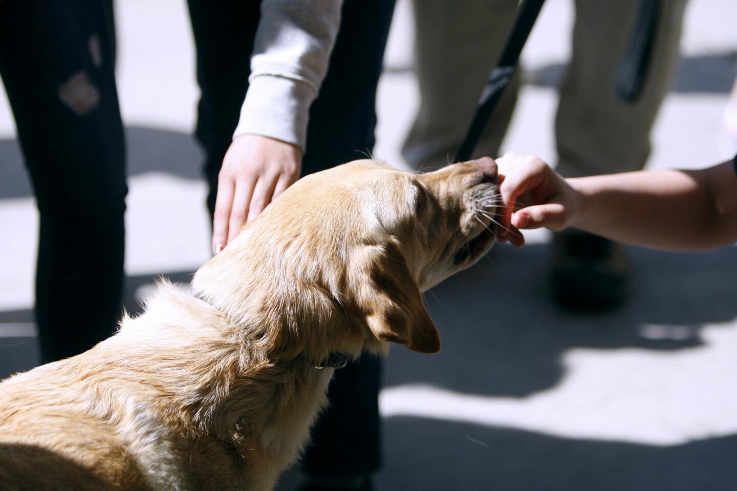 Photo Gallery: Contraband dog visits La Cañada High School
