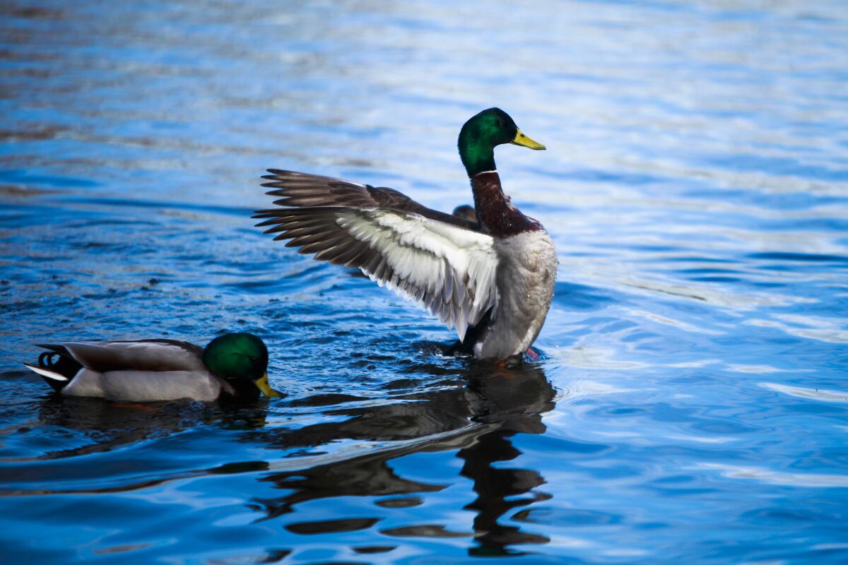 From a lakeside viewing area, you can often see cormorants, herons, egrets and geese, and occasionally pelicans and owls near or on the basin. Mallards, such as these, seem to dominate the island life visible from the shaded viewing area.