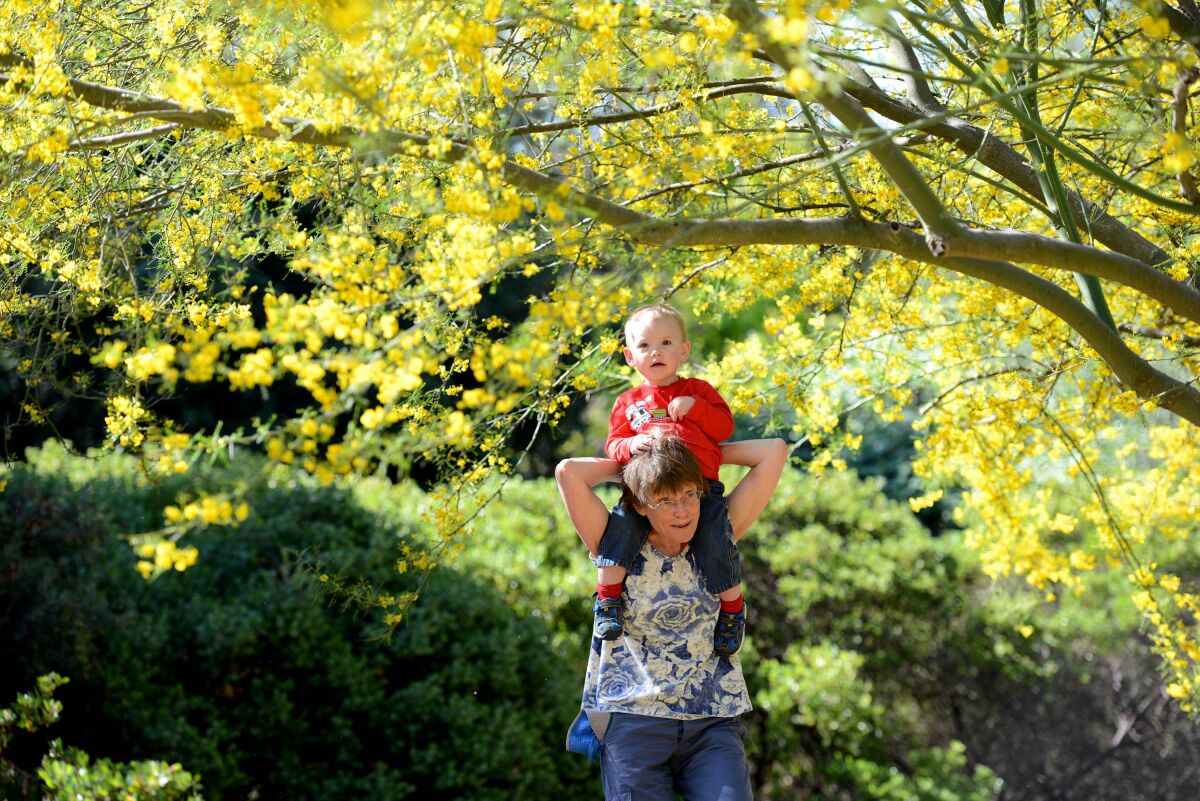 Visitors enjoy the profusion of yellow flowers of Rancho Santa Ana Botanic Garden's palo verde trees.