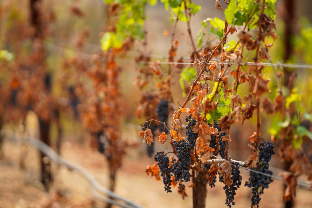 Damaged grapevines at Somerston Estate Winery & Vineyards 