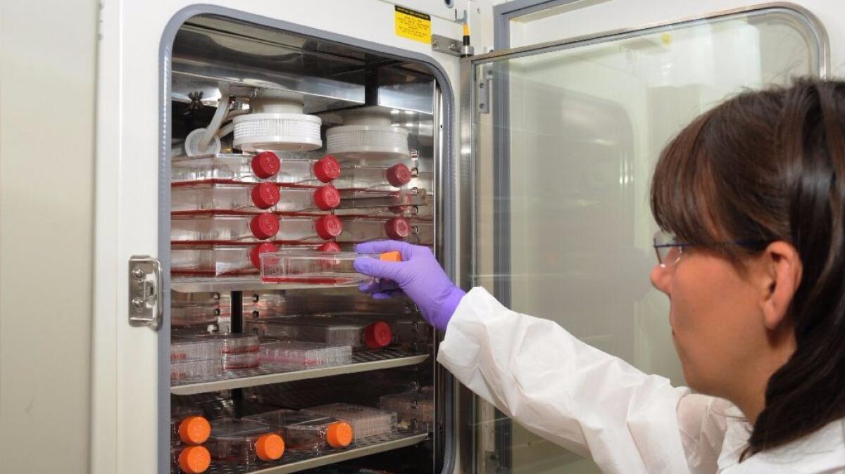 A researcher places cells in an incubator at a lab at the National Cancer Institute, part of the National Institutes of Health.