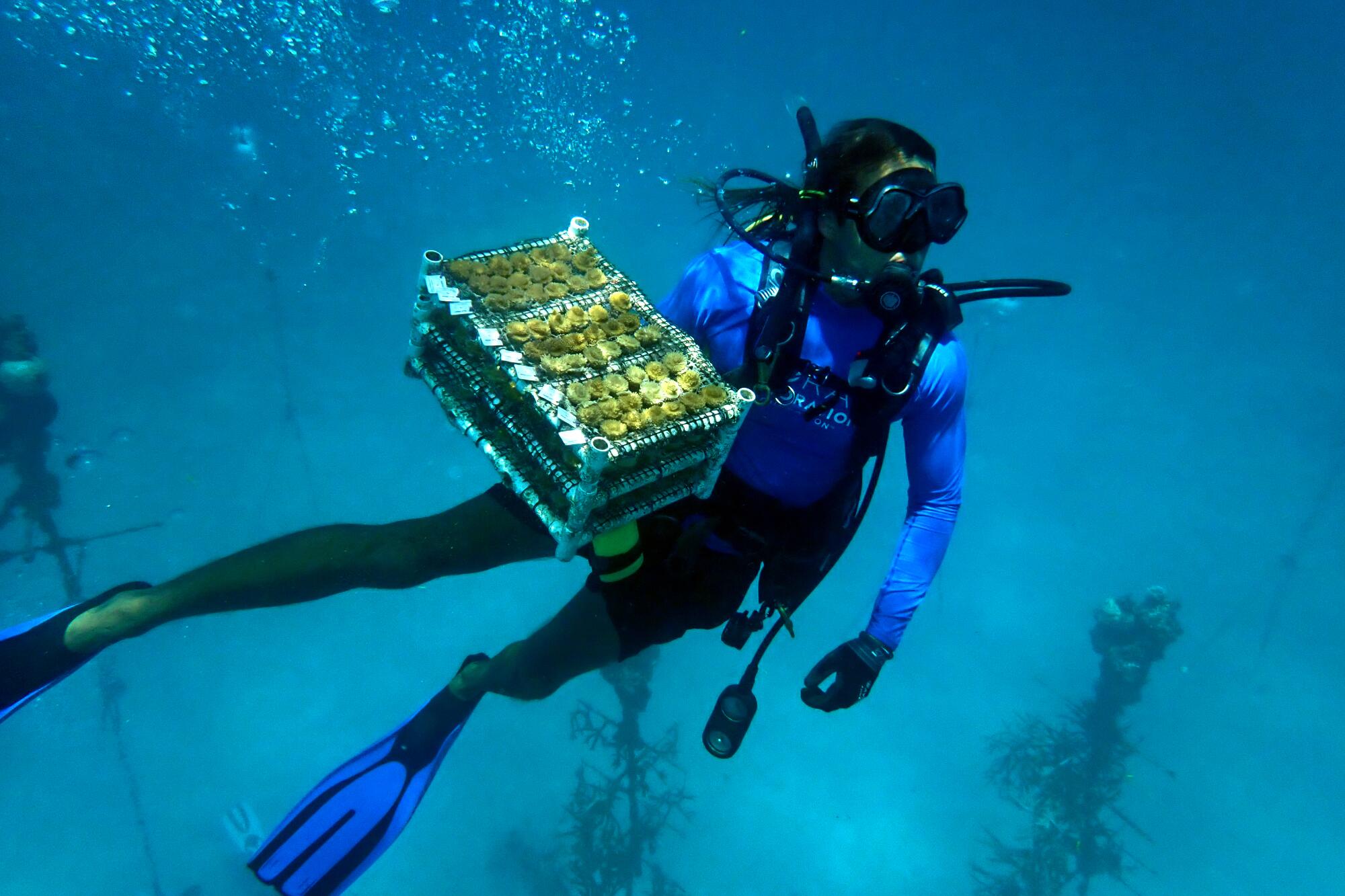 A diver holds a  container of coral.