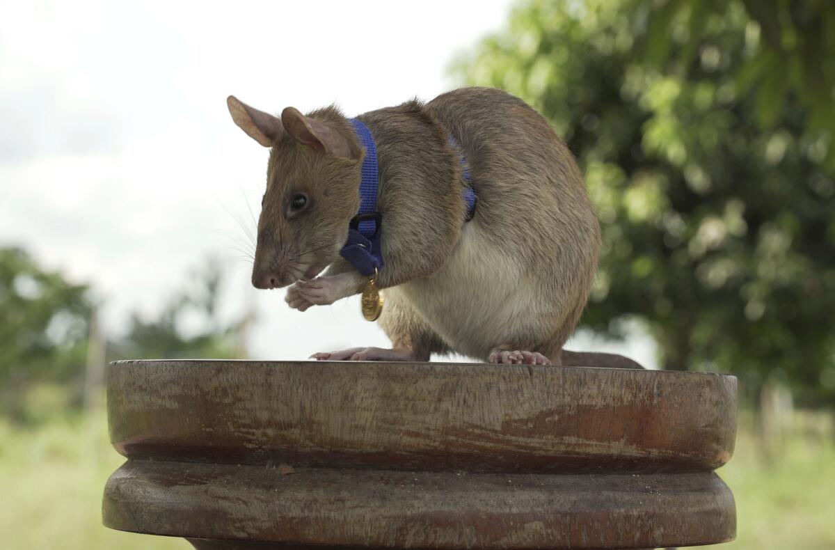 Magawa, a giant African pouched rat, discovered 39 landmines and 28 items of unexploded ordnance in the past seven years.