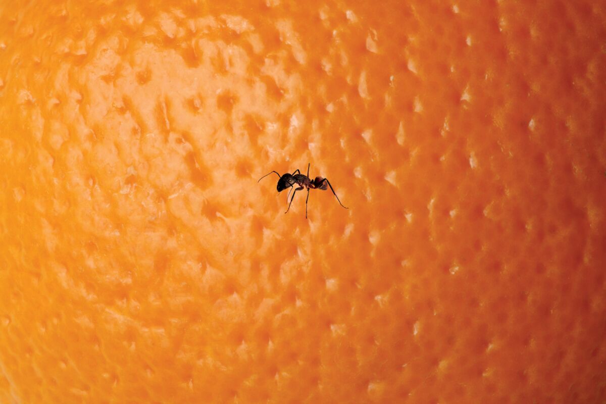 You need to protect your citrus trees from pesky ants.