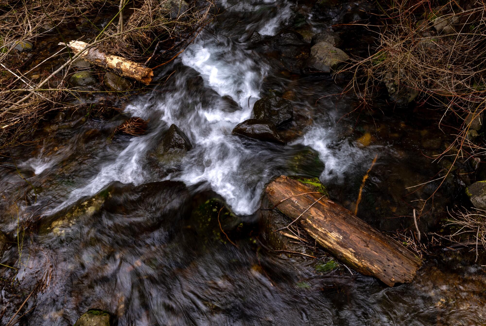 Creek waters churn over a fallen tree. 
