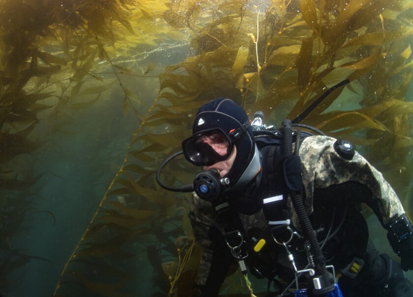 Scripps Researcher Ed Parnell swims through the kelp forest off the San Diego coast during a dive to check on the conditions of the local kelp earlier this year.