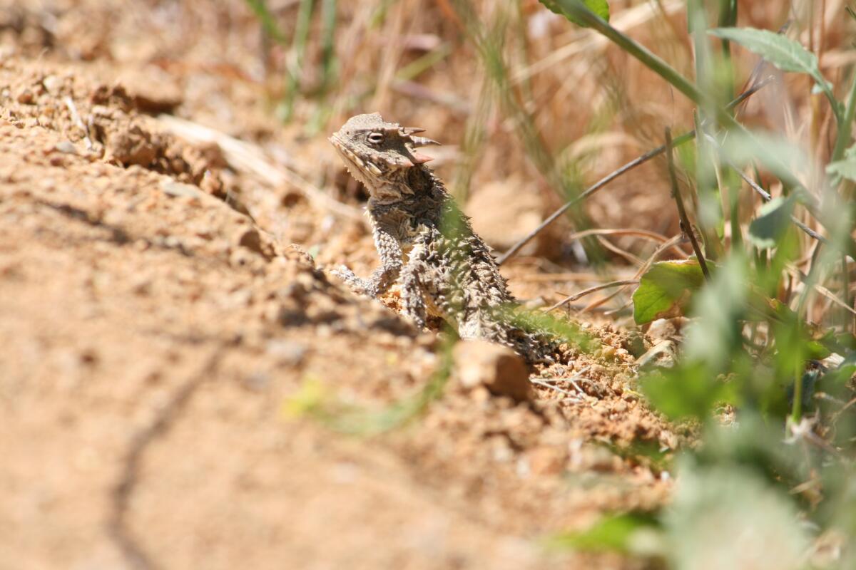The Blainville's horned lizard is one of the endangered species in Griffith Park.