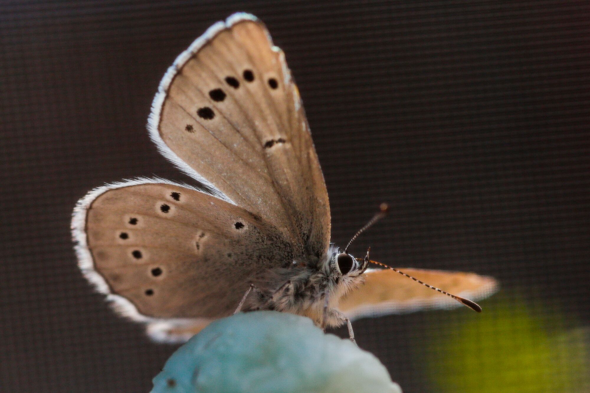 The underside of a perched butterfly.