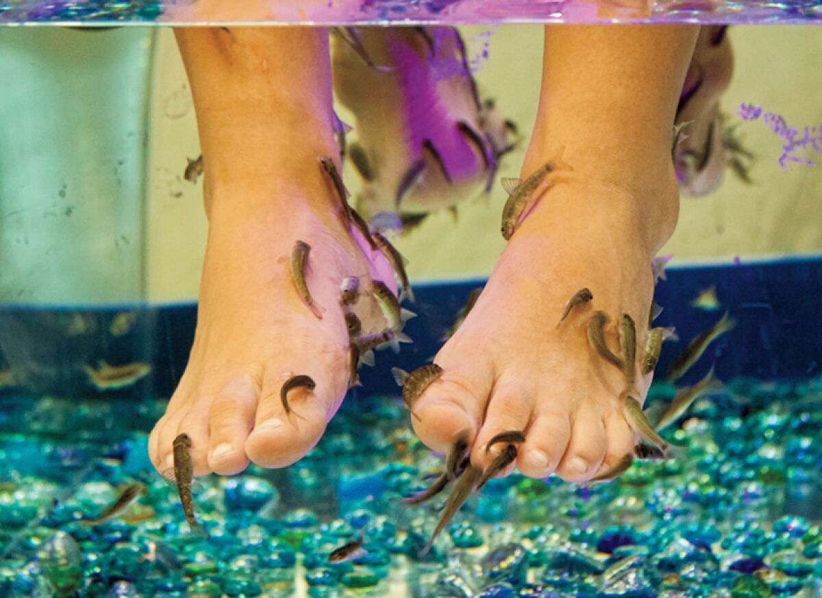 Fish Spaa ...Just a Little Nibble: 'Fish Spas' Are a Very Vegas Attraction - Los ...