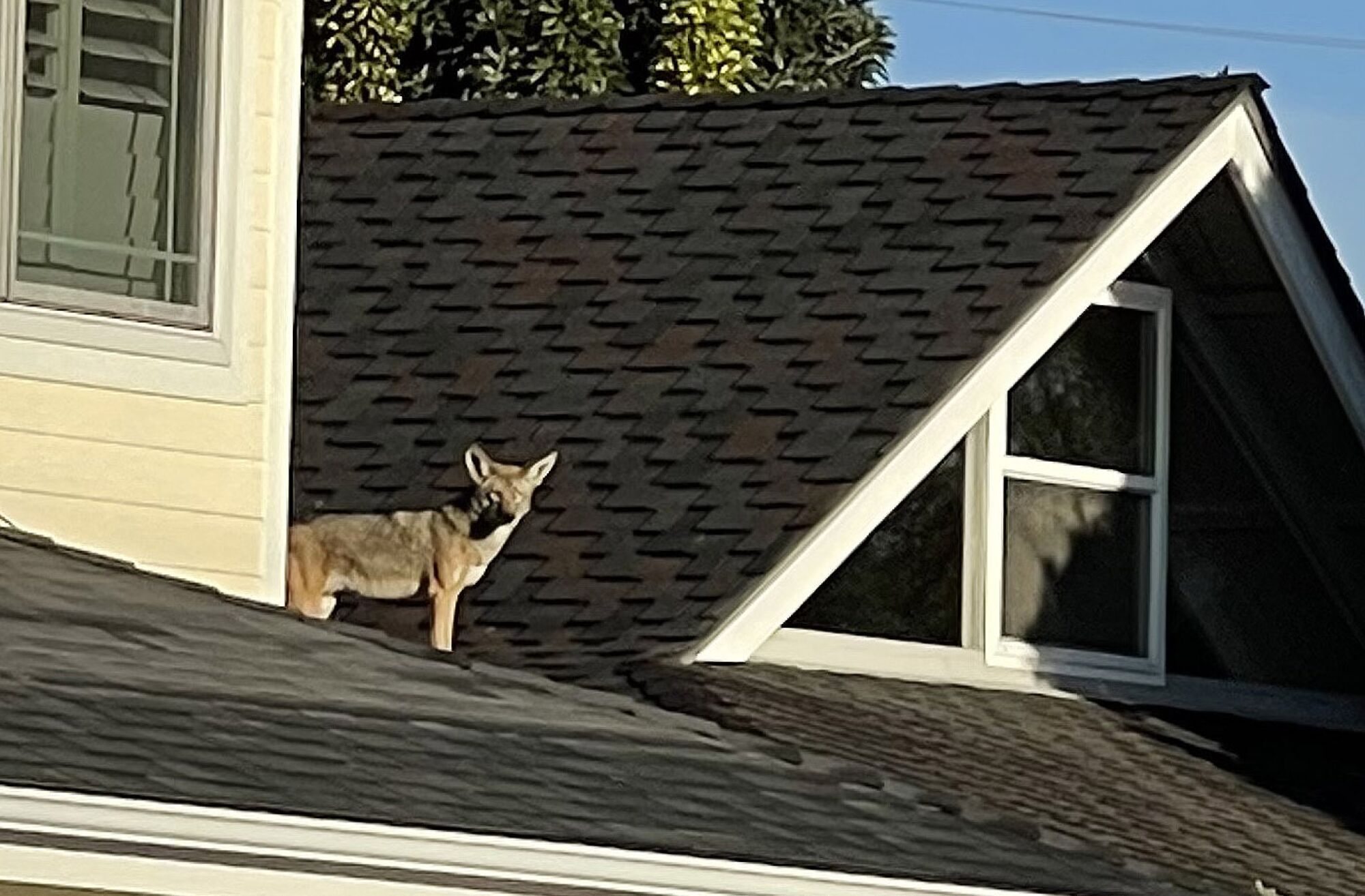 A coyote stands on the roof of a house