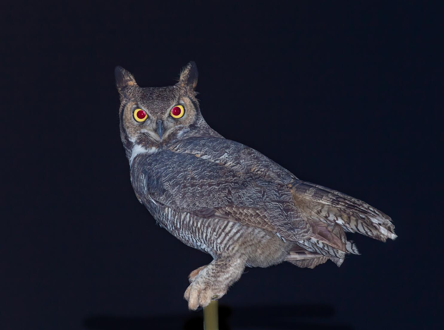 The hooting past. Re-evaluating the role of owls in shaping human