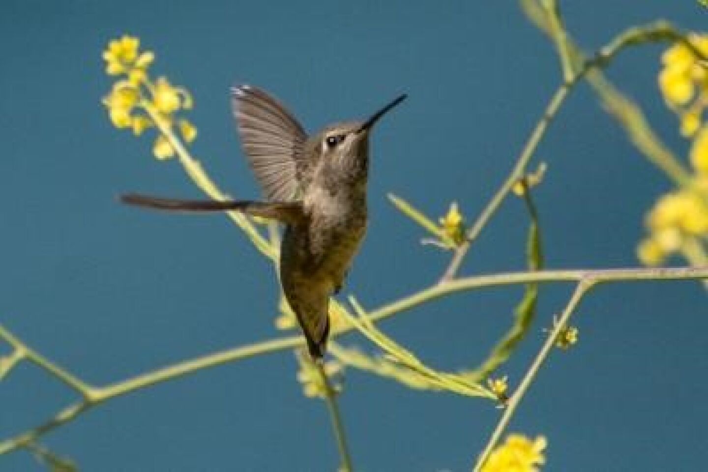 Penny Wilkes hummingbird.jpg