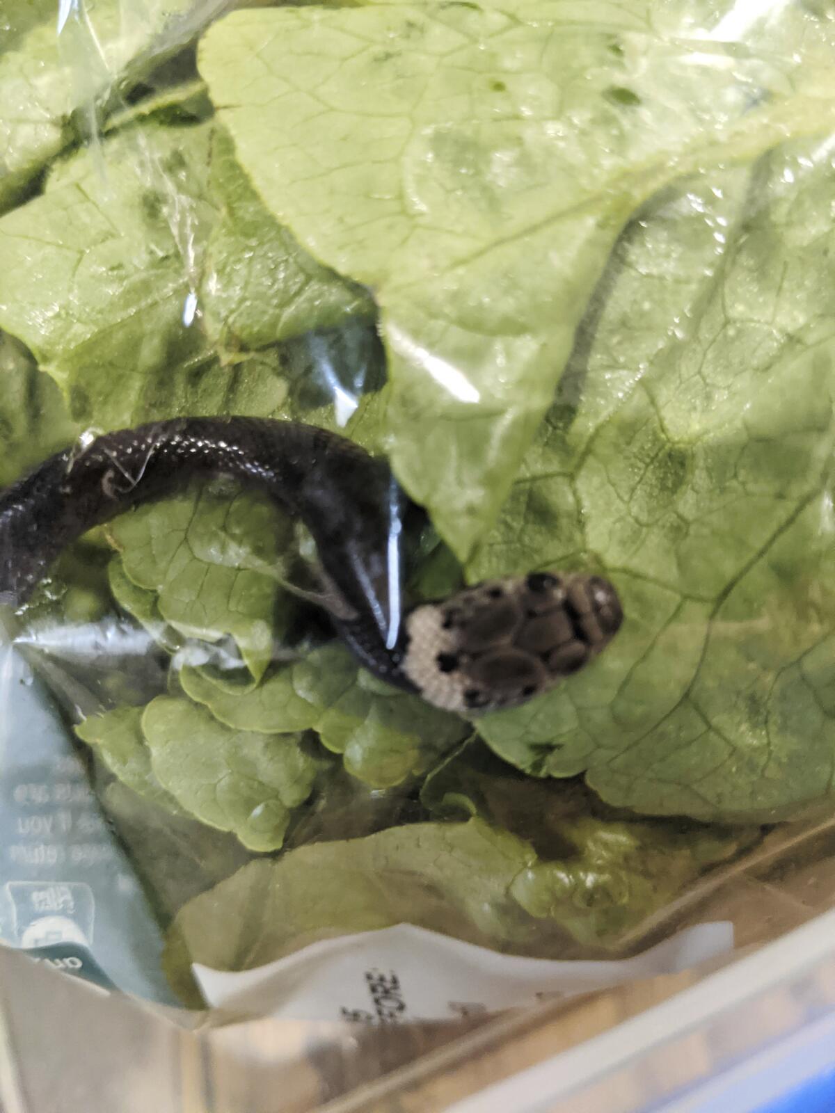In this photo provided by Alex White, a Pale-headed snake is photographed in a bag of lettuce in Sydney, Monday, April 12, 2021. White thought he was watching a huge worm writhing in plastic-wrapped lettuce he'd just brought home from a Sydney supermarket, until a snake tongue flicked. (Alex White via AP)