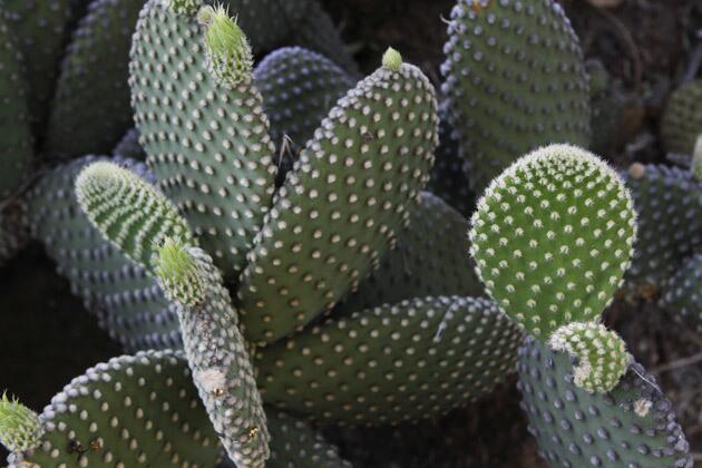 Park Nobel's cactus garden