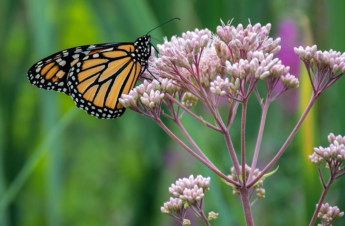 Monarch butterfly resting atop a native milkweed plant.