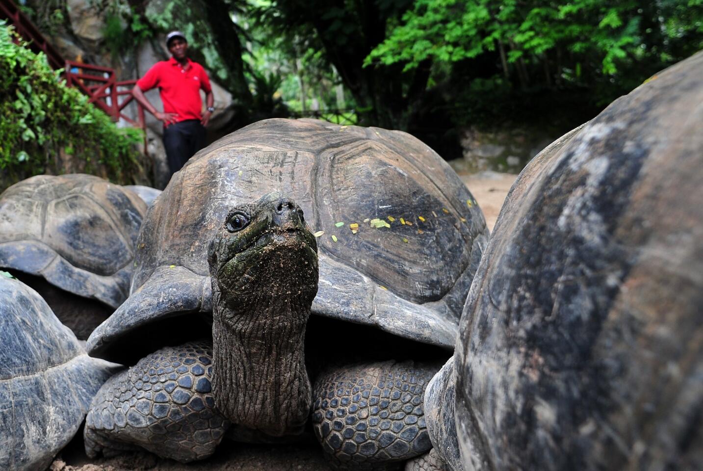 Turtles and tortoises are believed to have existed for about 210 million years, making them among of the oldest organisms on Earth. An Aldabra giant tortoise is shown here.