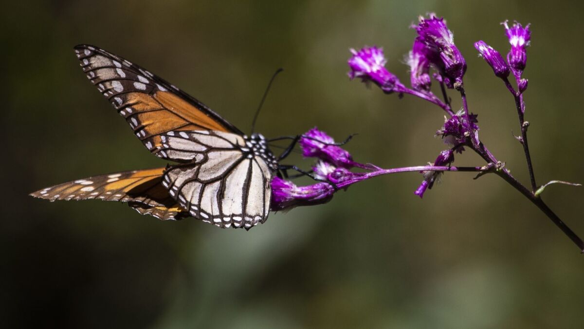 A Monarch butterfly on a flower in the Monarch Butterfly Biosphere Reserve, a national park about 60 miles north of Mexico City.