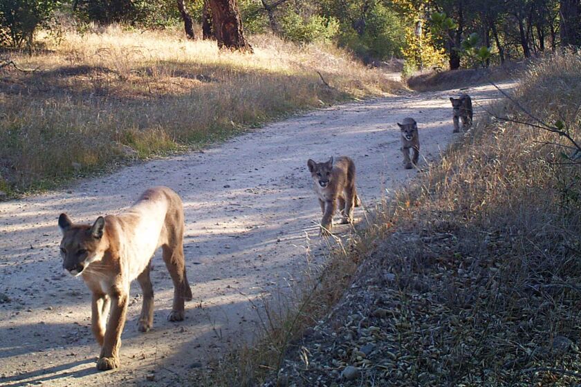 Cougars in the Santa Monica and Santa Ana mountains are poised to enter an "extinction vortex" and could disappear from those areas in the next 50 years, new research says. Here, an adult mountain lion leads three youths along a truck trail in the Santa Anas in 2014. (Irvine Ranch Conservancy)