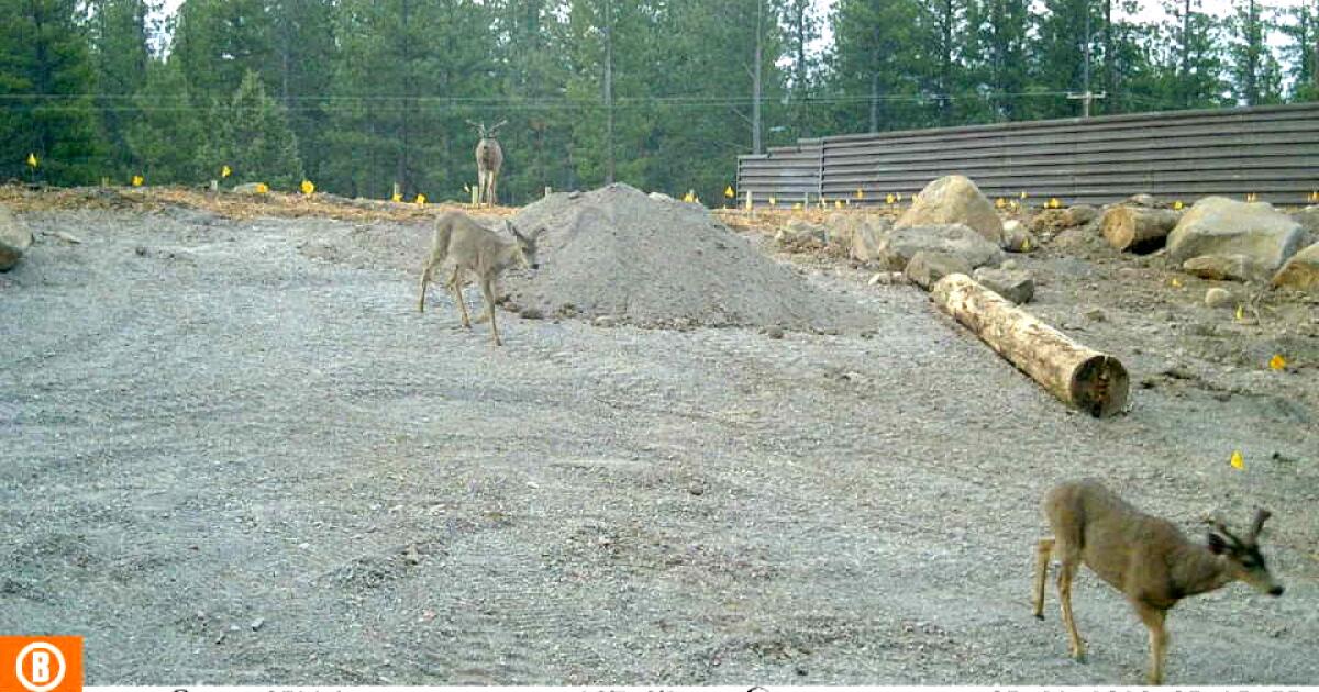 Le cerf mulet a été le premier animal à emprunter le premier passage faunique de Californie