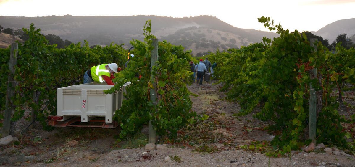 Workers make their way up and down the vineyard, picking Pinot Noir grapes that will become Mumm sparkling wine.