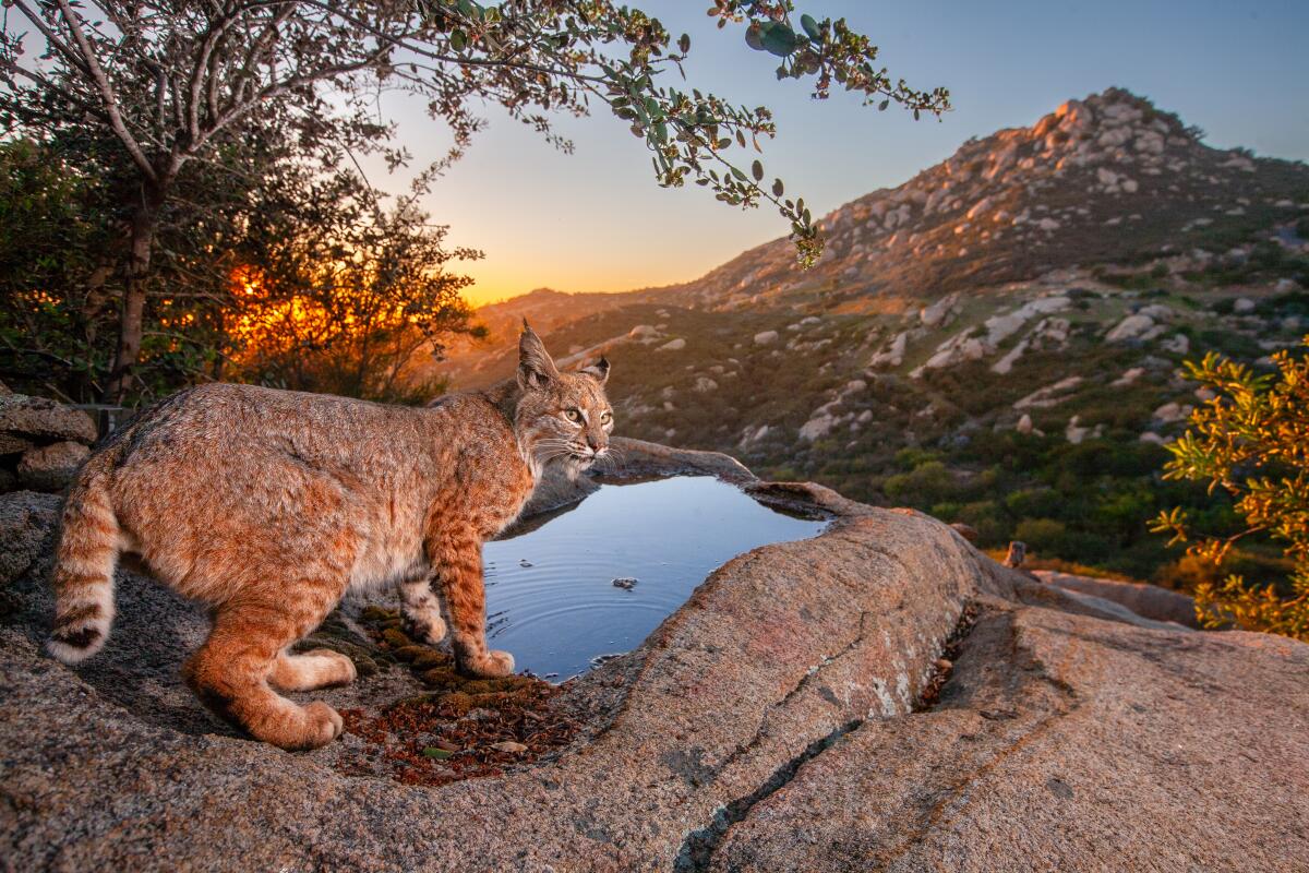 This image of a bobcat, caught by photographer Roy Toft by camera trapping, appears in his new book, “Wild Ramona.”