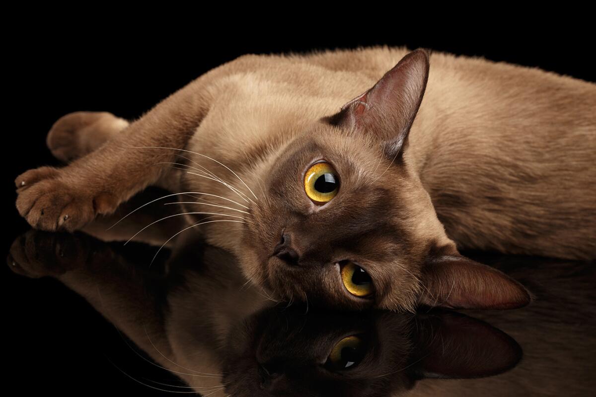 Which Breeds of Cat are Vocal And Playful: Top Energetic Picks