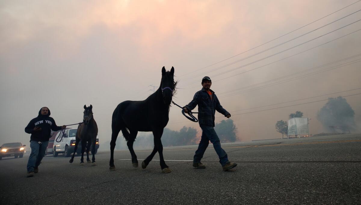 Jose Gutierrez evacuates horses in Simi Valley as the Easy fire burned the morning of Oct. 30.