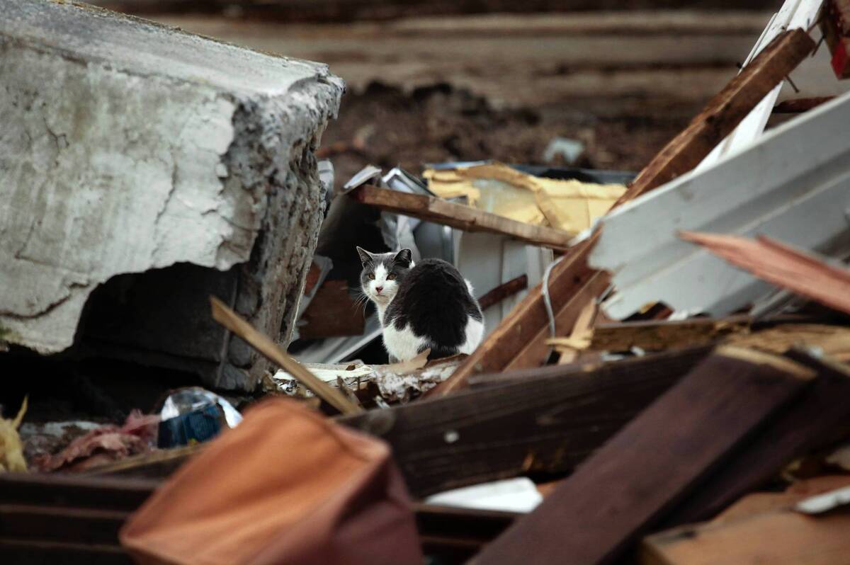 A cat explores the rubble of a home damaged by Superstorm Sandy in October in the New Dorp area of Staten Island. A volunteer aid center has been told to leave a park, but many victims living in temporary housing say they still need its help.