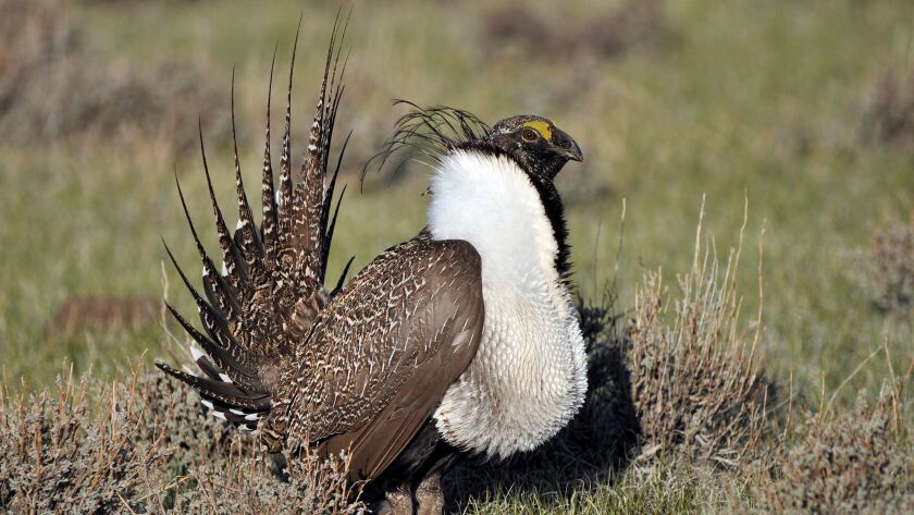 A greater sage grouse male struts to attract a mate near Bridgeport, Calif. on March 1, 2010.