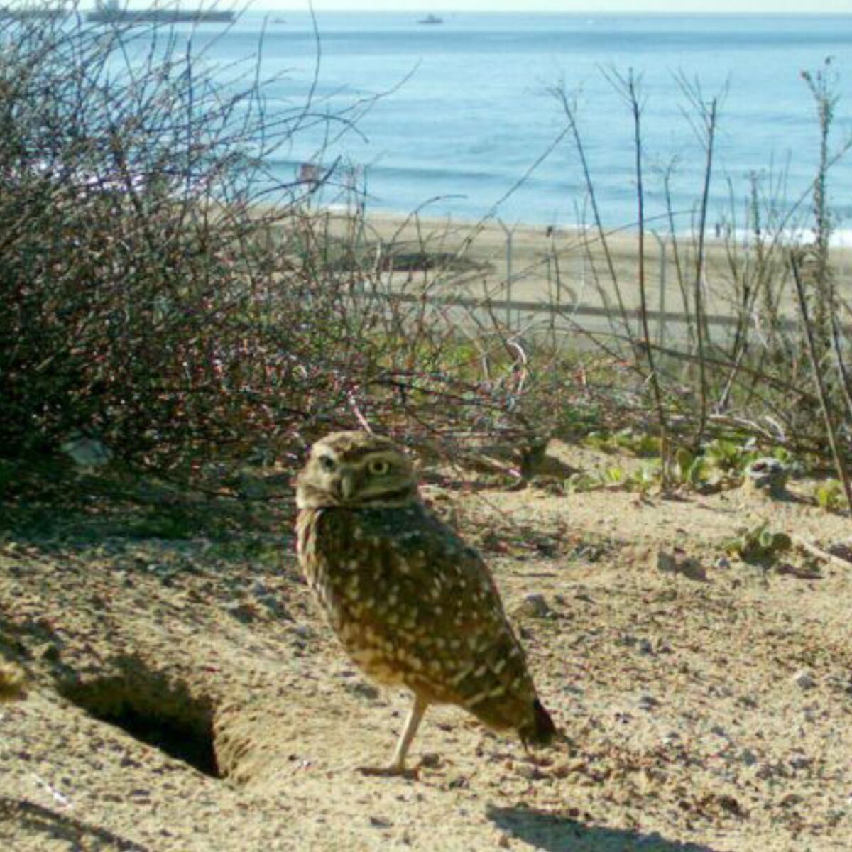 An owl stands on the sand near the ocean