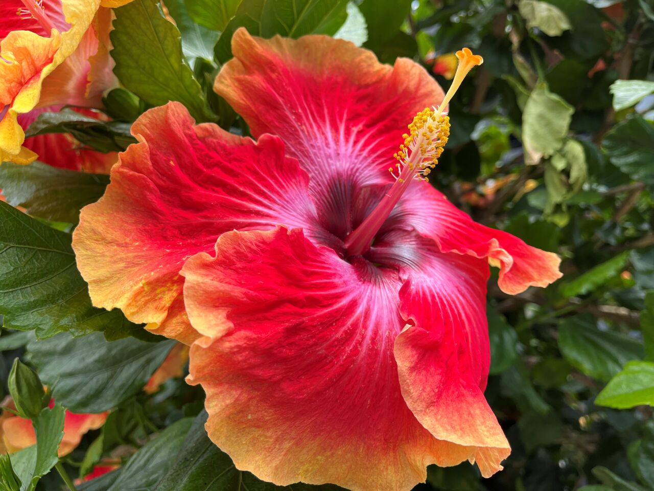 A hibiscus blooms in the Barber Tract.