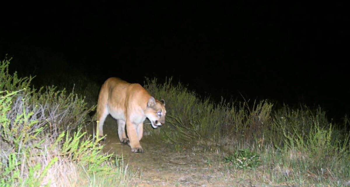 This is the first photographic evidence, taken in February, of mountain lion P-22 in the Griffith Park area.