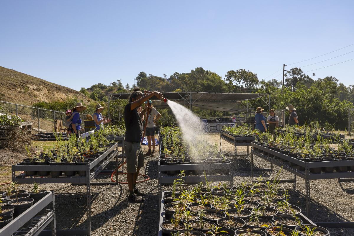 A person uses a hose to water plants in garden beds.