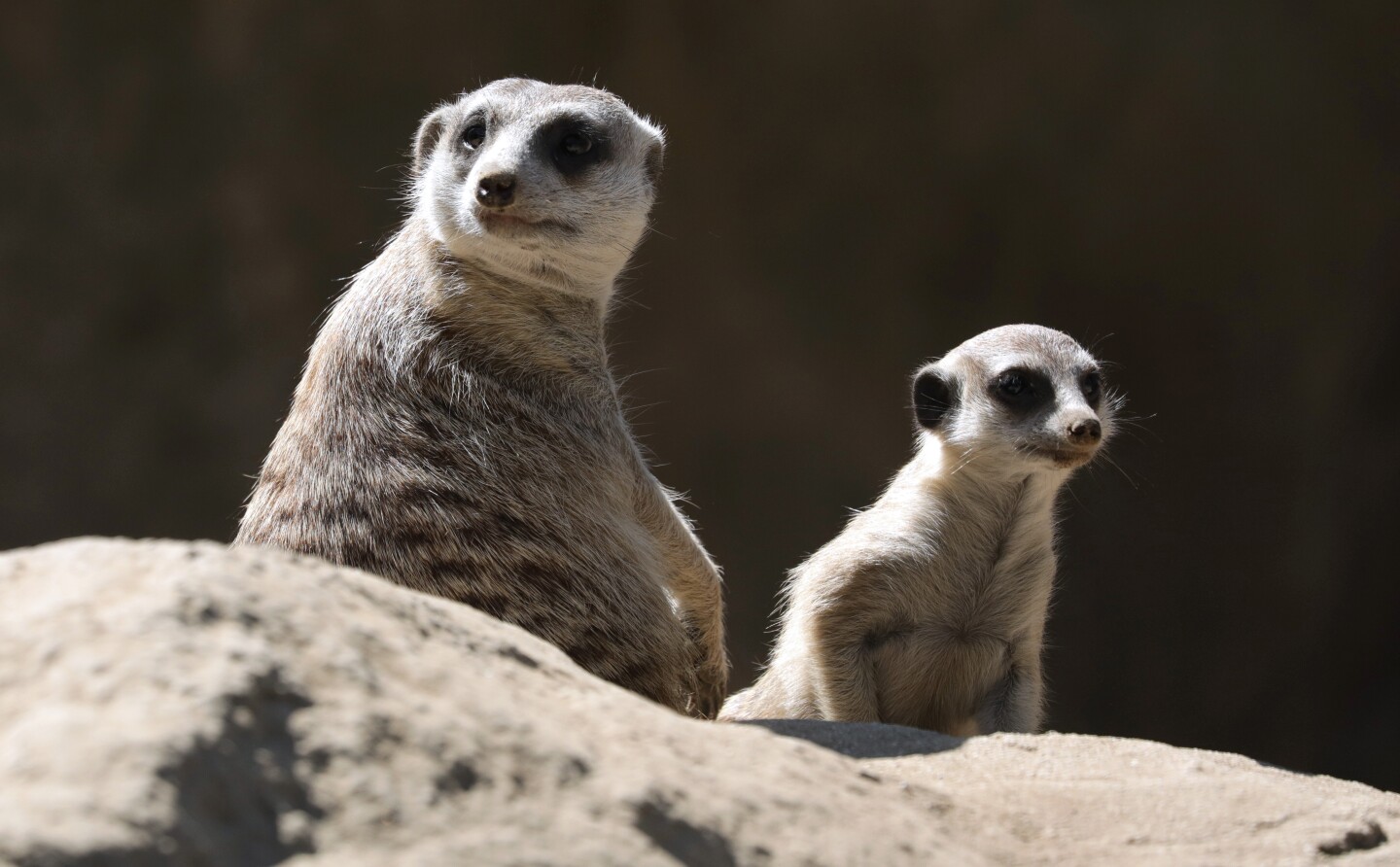 Meerkats