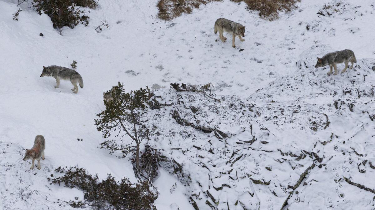 Four wolves stand in snow in an aerial image