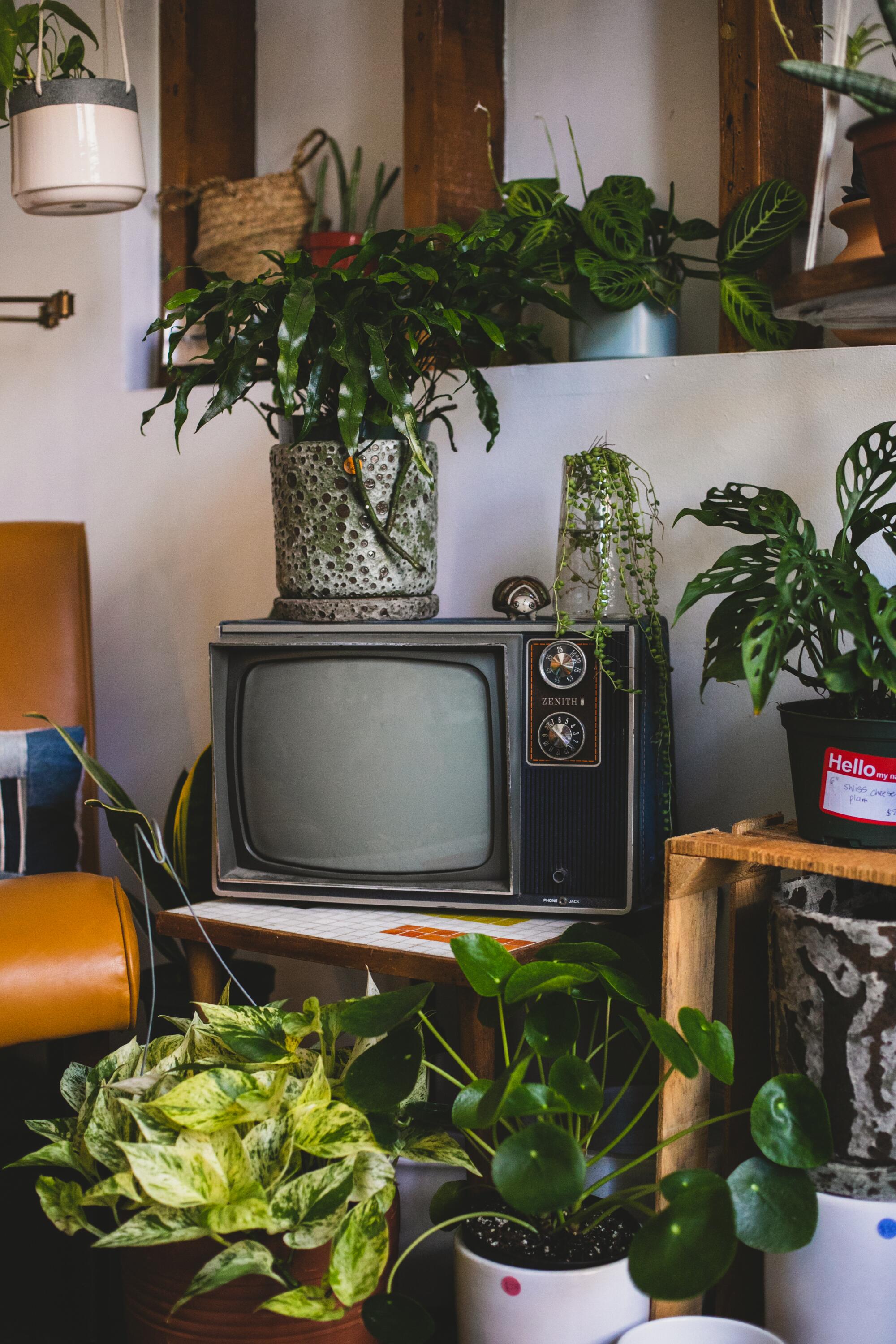 A plant sits on top of a CRT television. Other plants sit beside and below.