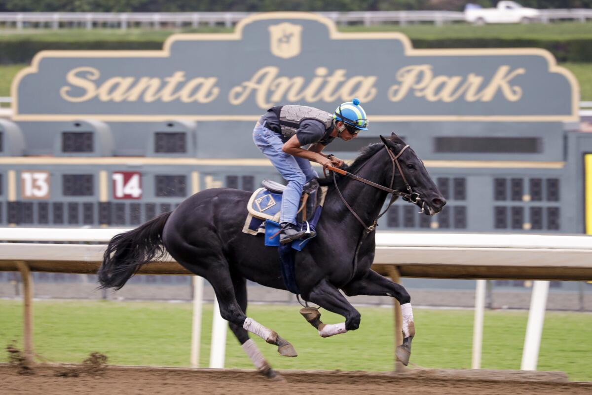 A horse takes a morning exercise run at Santa Anita Park 
