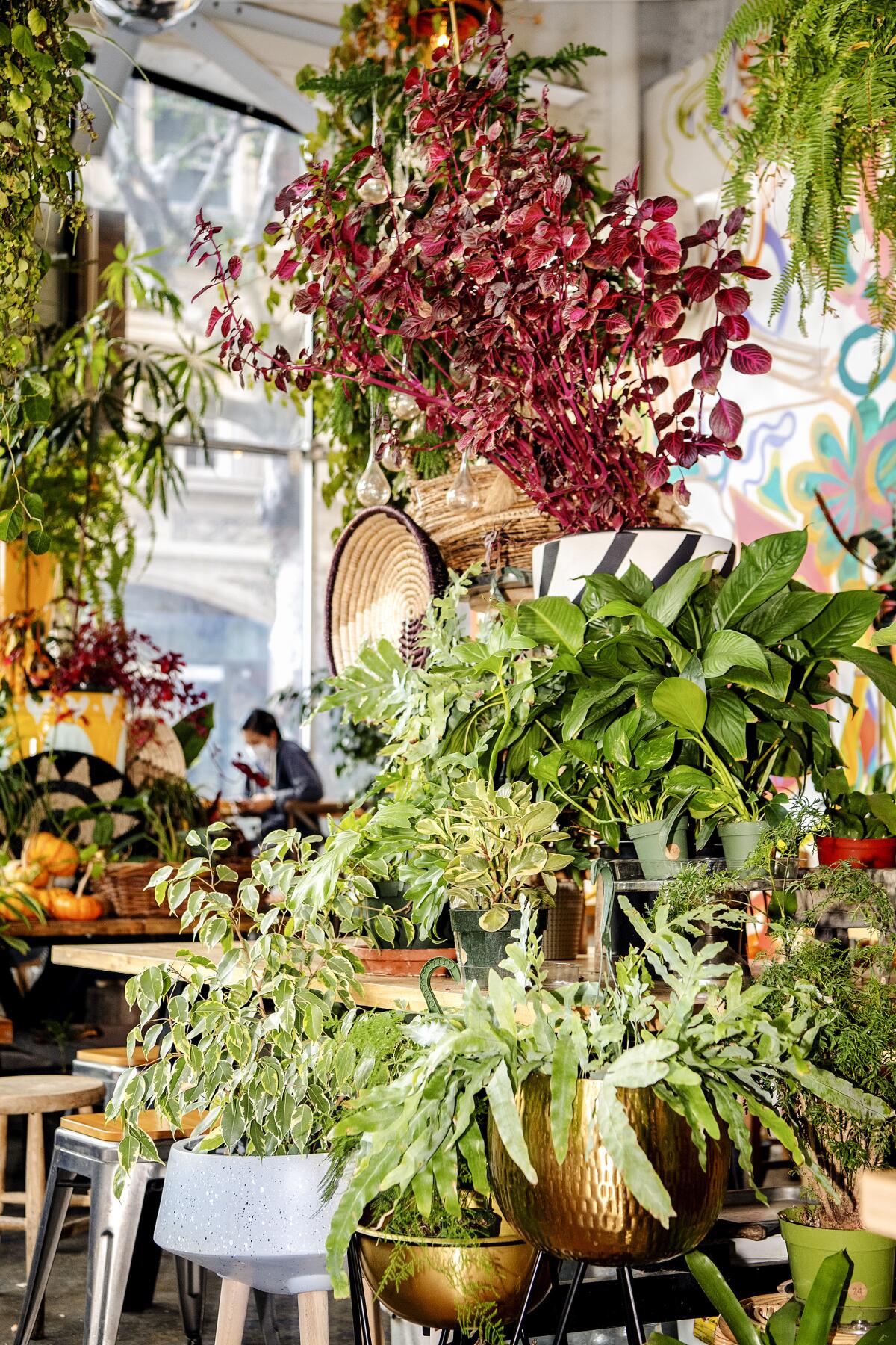 Plants in pots hang from the ceiling in a restaurant.