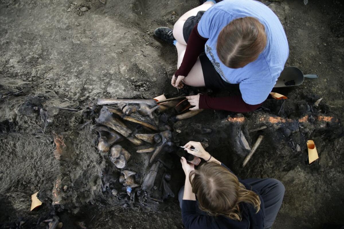 On Monday, the George C. Page Museum celebrated a century of excavation at the La Brea Tar Pits with a guided tour by the dig site¿s museum curator and free admission for visitors.