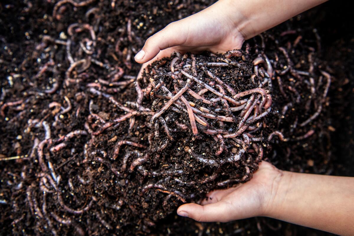 Worms wiggle in a mound of dirt being lifted up by two hands.