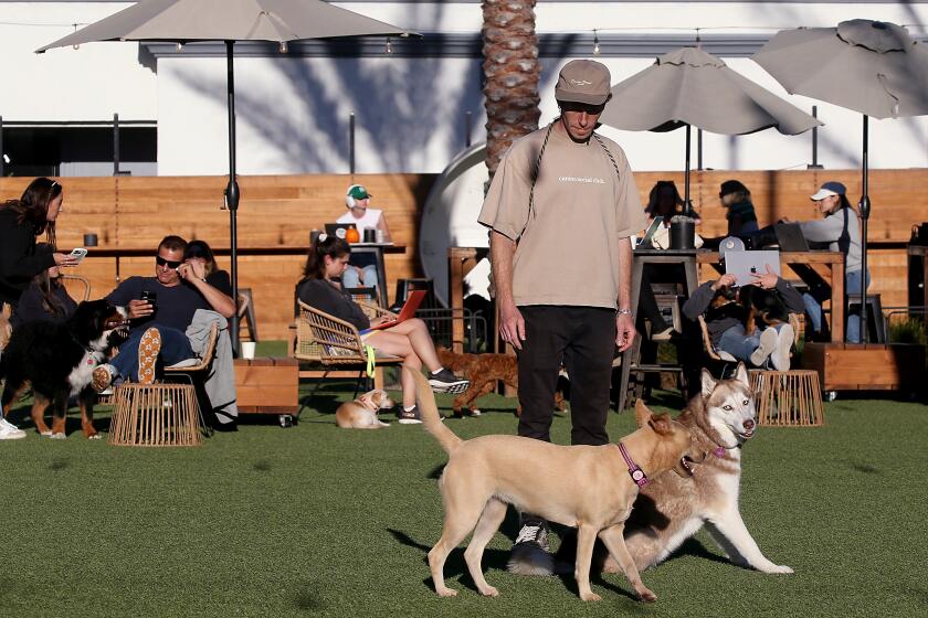 Santa Monica, CA - Keitel Frankle is the lead "rufferee" at Dog PPL, a members-only club in Santa Monica. It's billed as a private social club for people and their dogs, with regular events and lounge areas and a cafe/bar. (Luis Sinco / Los Angeles Times)